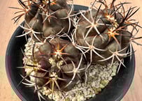 コピアポア ハセルトニアナ 実生 Copiapoa Haseltoniana 逆鱗丸 | HO