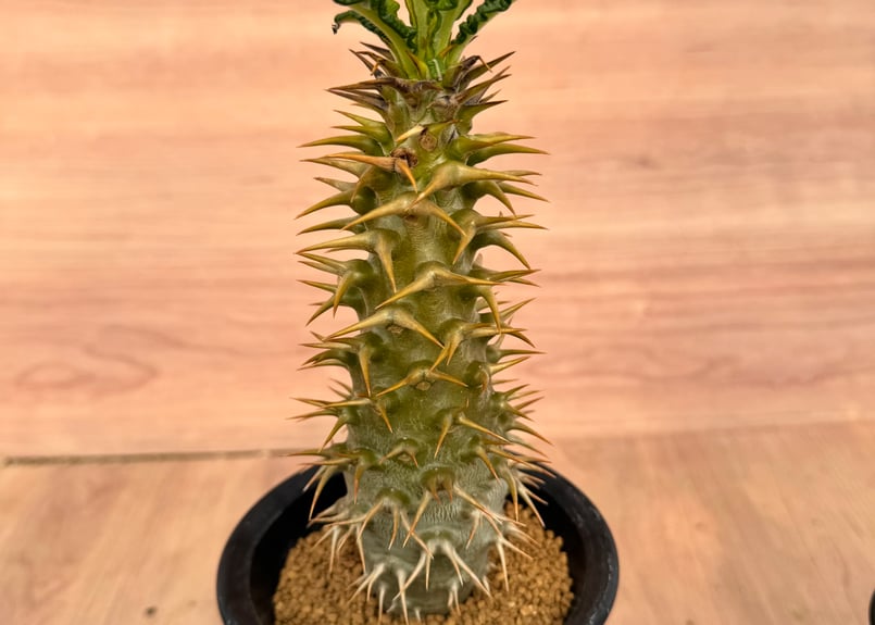 パキポディウム・アンボンゲンセ 実生 Pachypodium ambongense | HOI