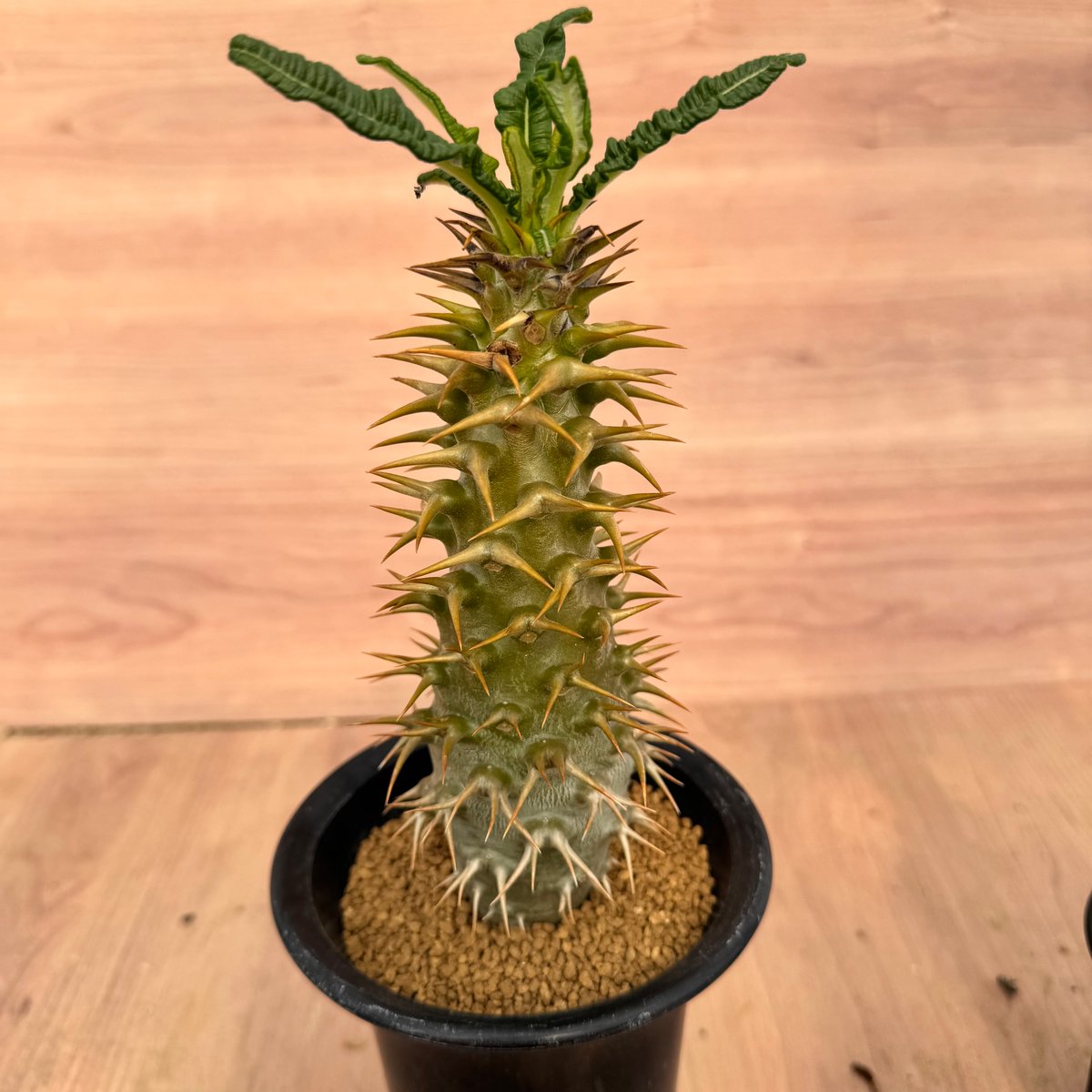 実生苗　パキポディウム アンボンゲンセ パキポディウム・アンボンゲンセ 実生 Pachypodium ambongense | HOI