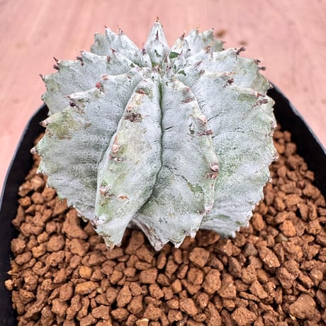 ユーフォルビア　坂田ホリダ　特白 多肉変態リズミィ | ✾ ✾ Euphorbia horrida《白虎ホリダ