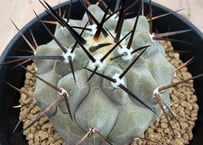 コピアポア ハセルトニアナ 実生 Copiapoa Haseltoniana 逆鱗丸 | HO