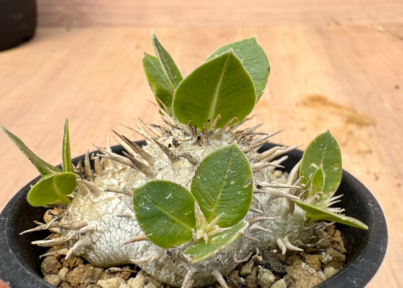 パキポディウム・ブレビカウレ 白花 実生 Pachypodium brevicaule | H