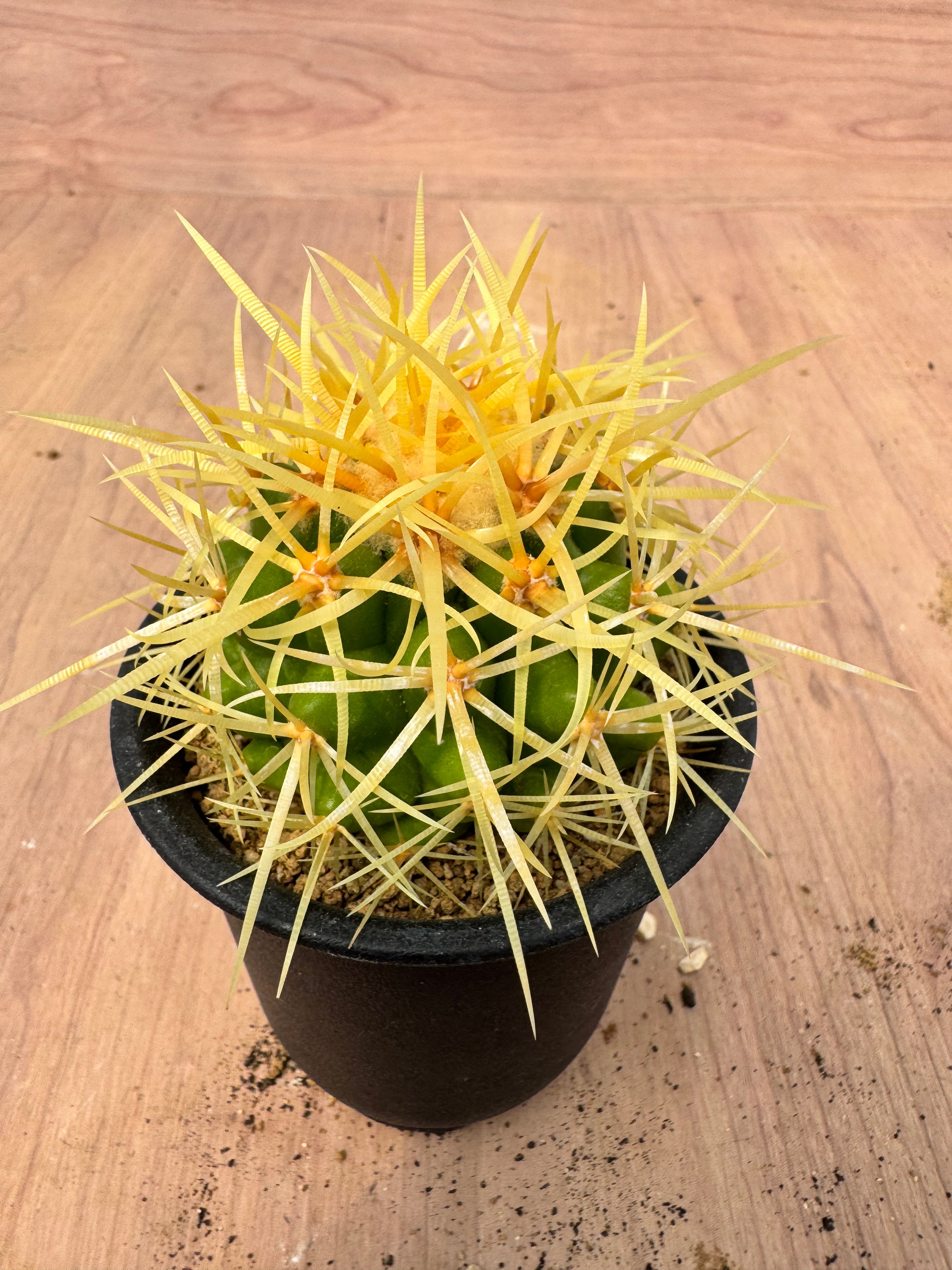 エキノカクタス 松木王金鯱 実生 Echinocactus grusonii | HOIKAW