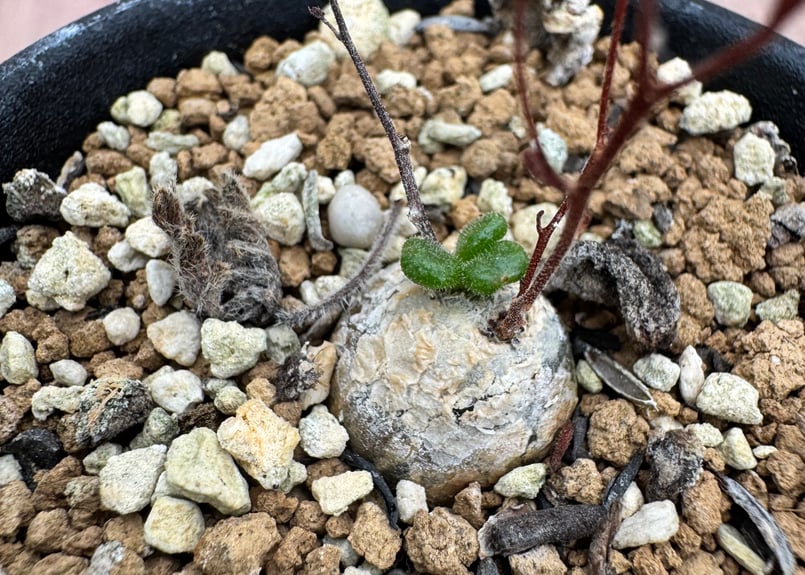 チレコドン ノルテーイ（＃）Tylecodon nolteei | HOIKAWA CACTU