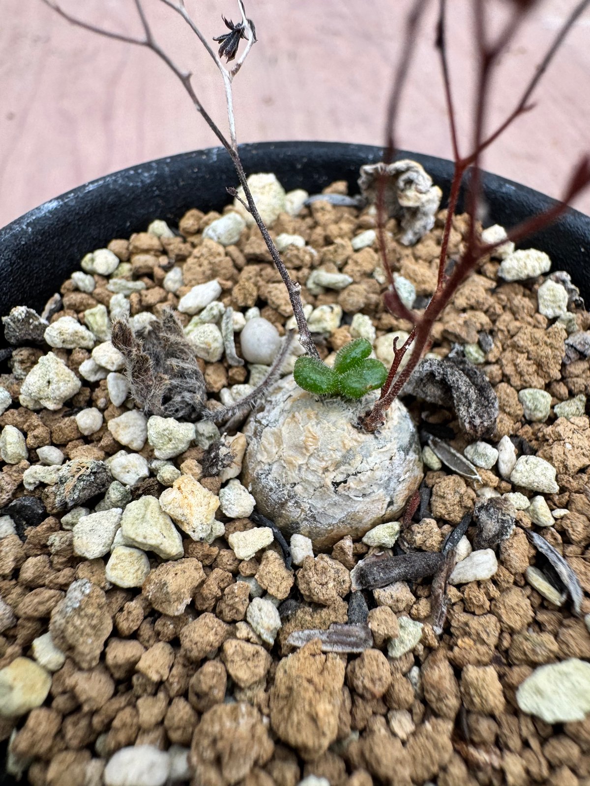 チレコドン ノルテーイ（＃）Tylecodon nolteei | HOIKAWA CACTU