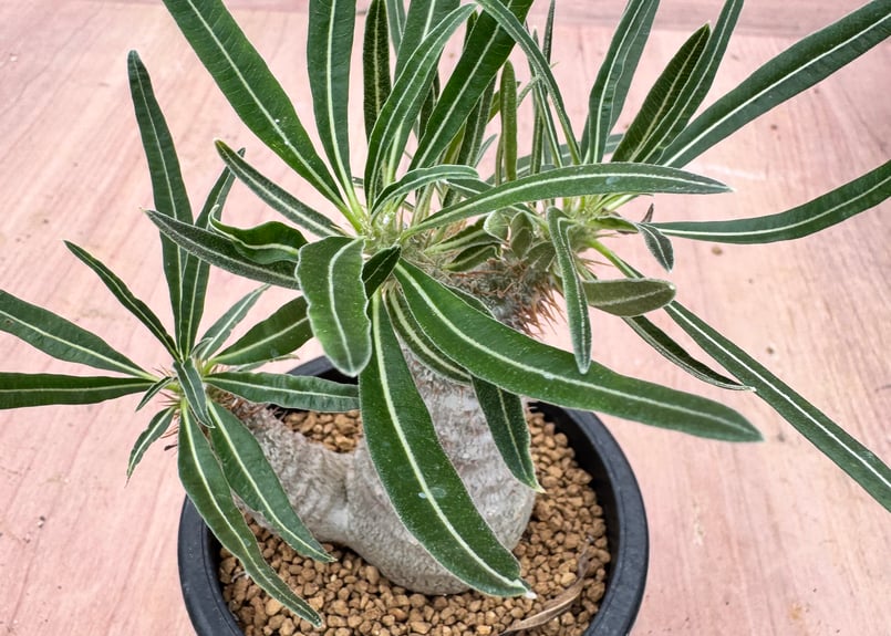 パキポディウム グラキリス 実生 Pachypodium rosulatum var. gra