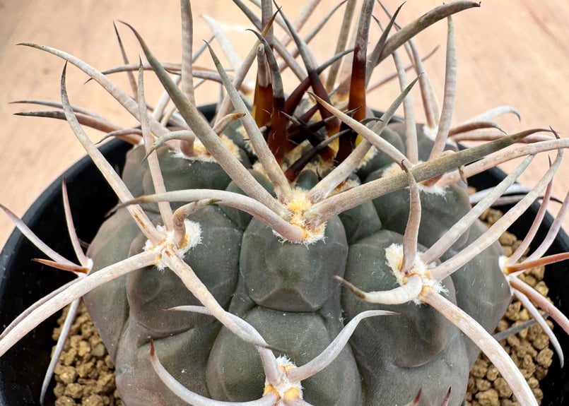 ギムノカリキュウム 守金魔天竜 実生 Gymnocalycium mazanense | HO