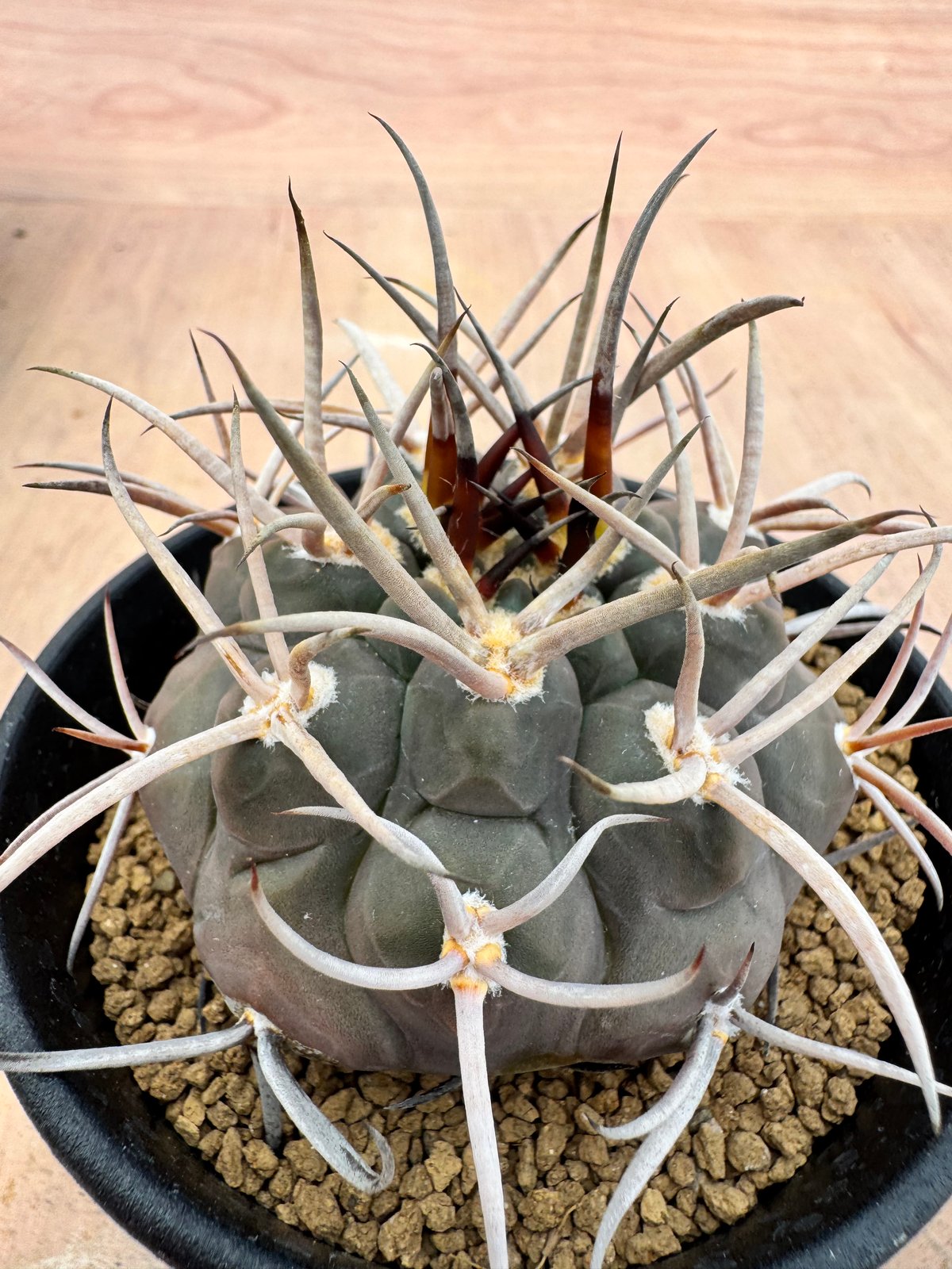 ギムノカリキュウム 守金魔天竜 実生 Gymnocalycium mazanense | HO