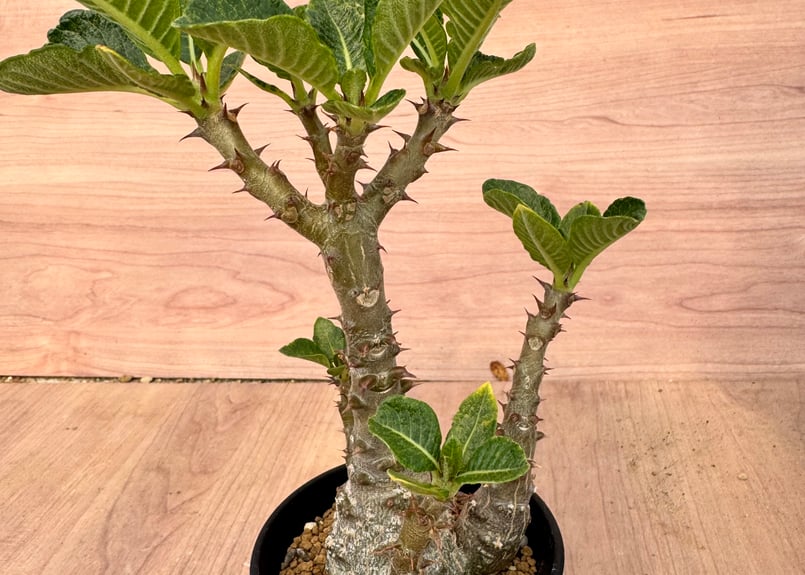 パキポディウム ウインゾリー 実生 Pachypodium | HOIKAWA