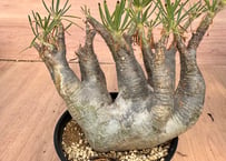 モンソニア ペニクリナム 実生 Monsonia peniculina | HOIKAWA C