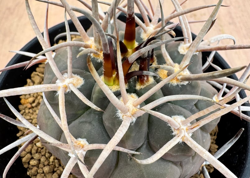 ギムノカリキュウム 守金魔天竜 実生 Gymnocalycium mazanense | HO