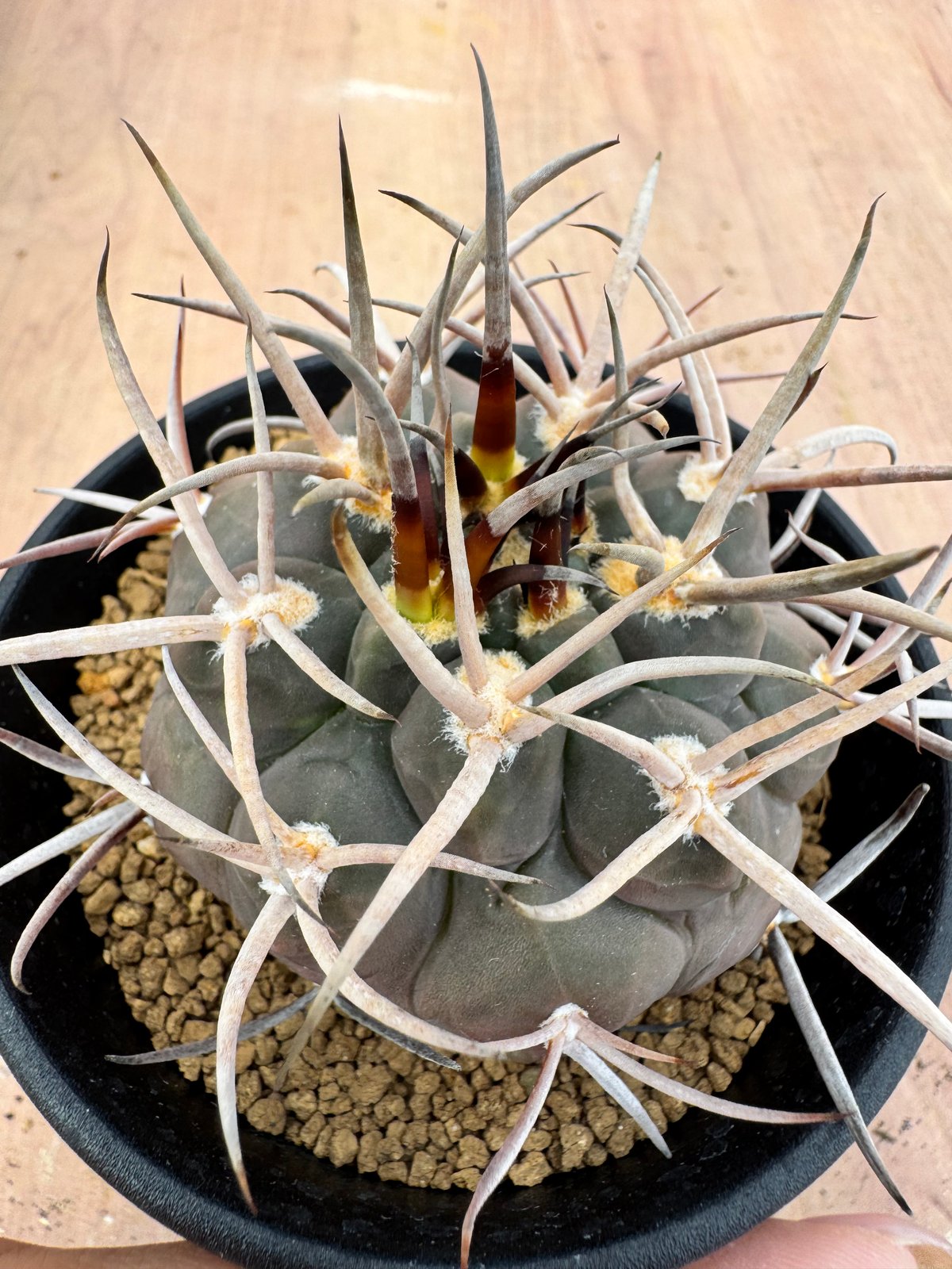 ギムノカリキュウム 守金魔天竜 実生 Gymnocalycium mazanense | HO