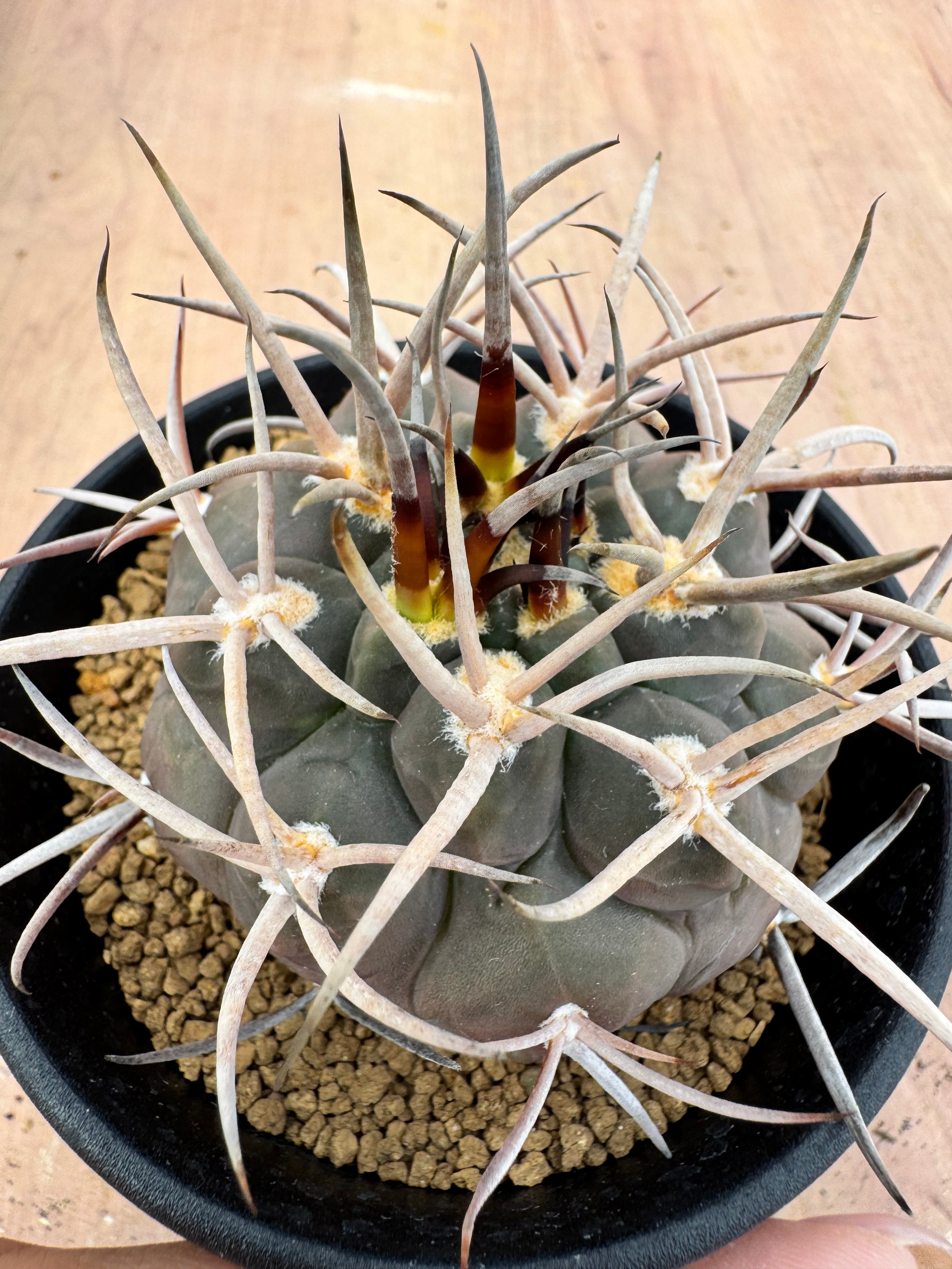 ギムノカリキュウム 守金魔天竜 実生 Gymnocalycium mazanense | HO