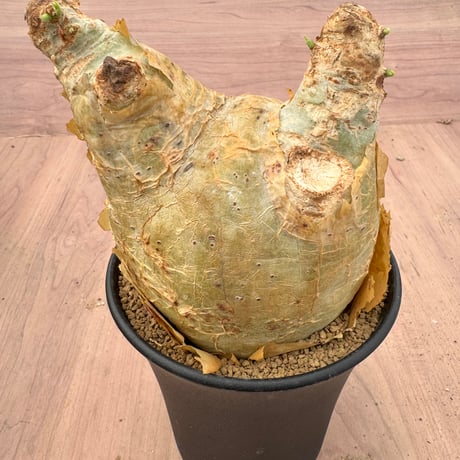 キフォステンママクロプス | STORES