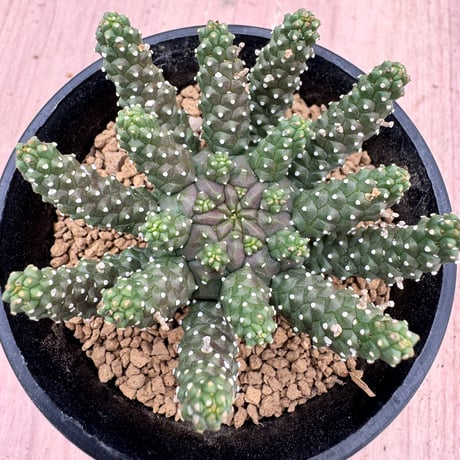 ユーフォルビア | STORES