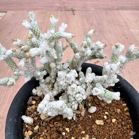 アボニア | STORES