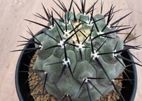 コピアポア 黒士冠 実生 Copiapoa cinerea v.dealbata | HOIK