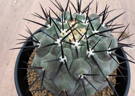 HOIKAWA CACTUS GARDEN