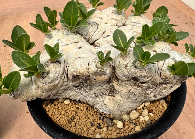 パキポディウム・ブレビカウレ （＃）Pachypodium brevicaule | HOIK