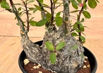 Fouquieria fasciculata フォークイエリア ファシクラータ フォークイエリア ファシクラータ「Fouquieria fasciculata