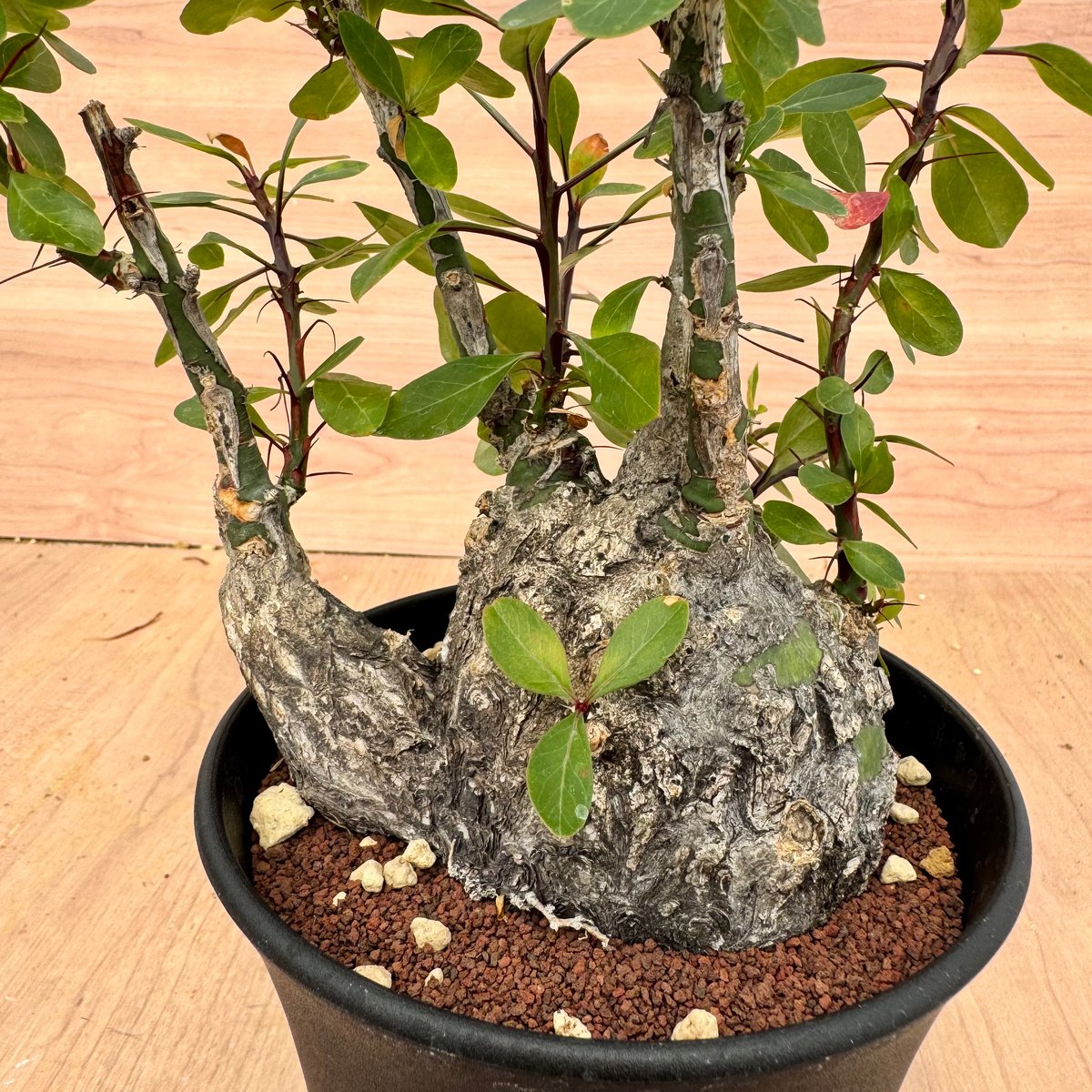 フォークイエリア ファシクラータ Fouquieria fasciculata フォークイエリア・ファシクラータ | Fouquieria fasciculata _B