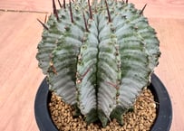 アガベ ホリダ錦 白中斑 Agave horrida varieg. | HOIKAWA CA
