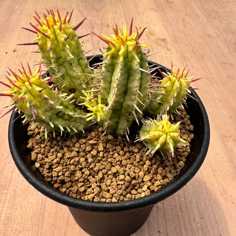 Euphorbia enopla　ユーホルビア　エノプラ錦