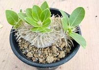 アガベ ホリダ錦 白中斑 Agave horrida varieg. | HOIKAWA CA