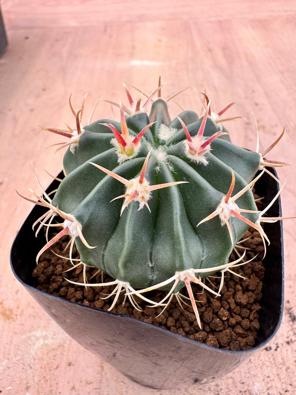 ホマロケファラ 綾波（短刺×武蔵） 実生 Homalocephala texensis |