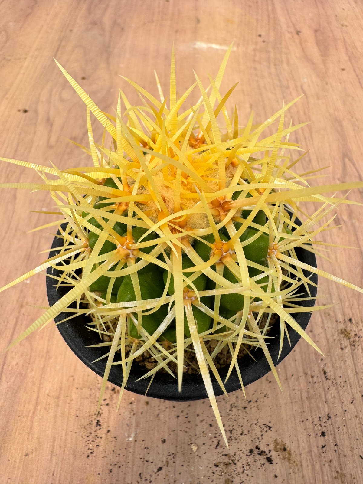 エキノカクタス 松木王金鯱 実生 Echinocactus grusonii | HOIKAW