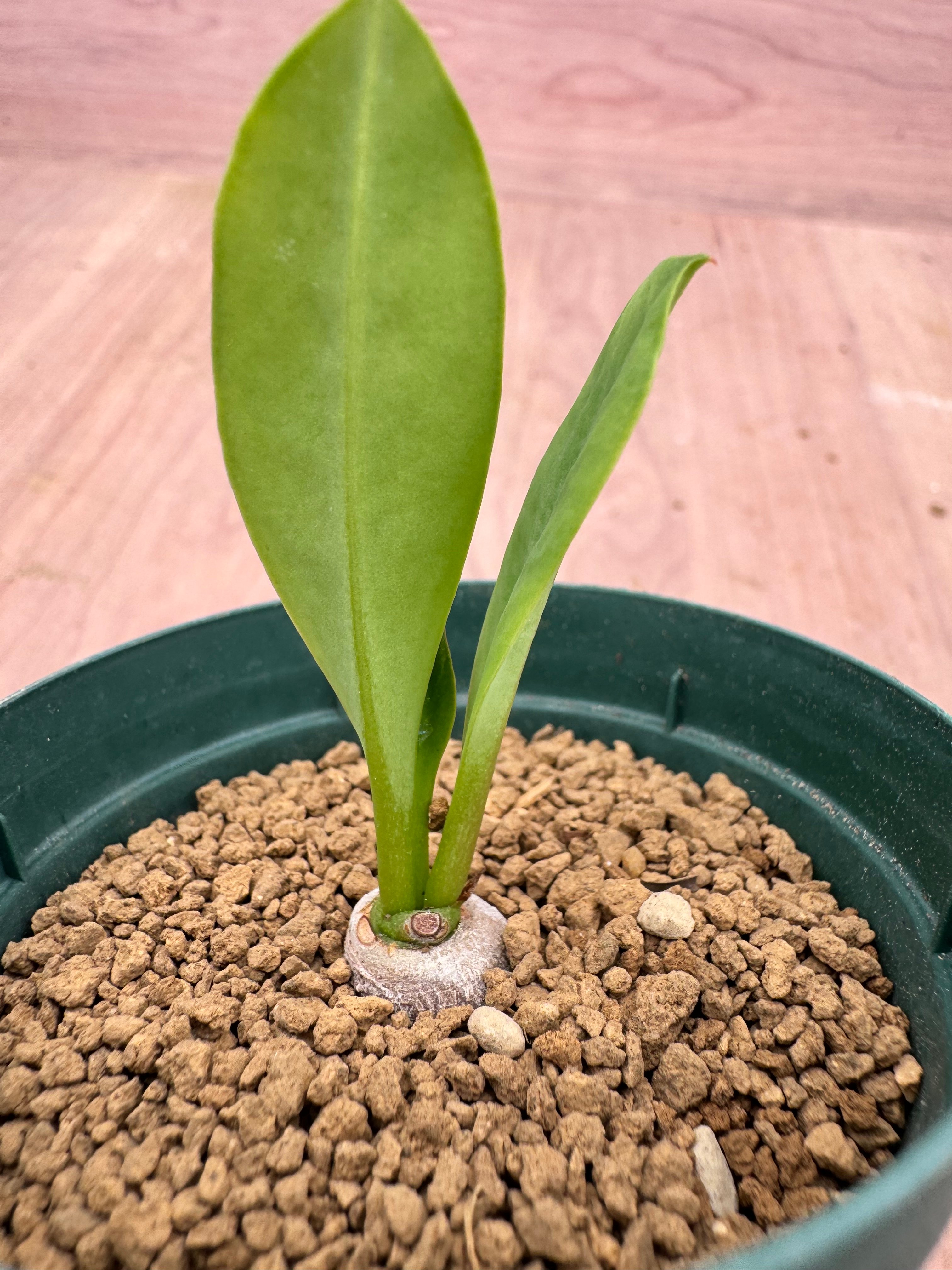 ユーフォルビア サピニー 実生 Euphorbia sapinii | HOIKAWA C