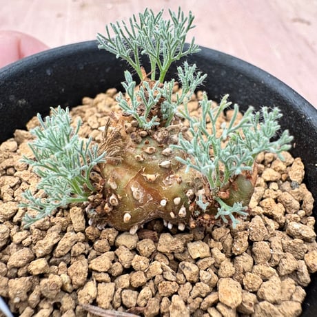 レア品種　モンソニア　ペニクリナム　実生 チャーム（charm） （観葉植物）モンソニア ペニクリナム 実生苗 2