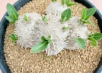 パキポディウム エブレネウム 実生 Pachypodium rosulatum v.eburn