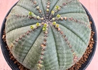 ユーホルビア 亀甲オベサ Euphorbia obesa | HOIKAWA CACTUS
