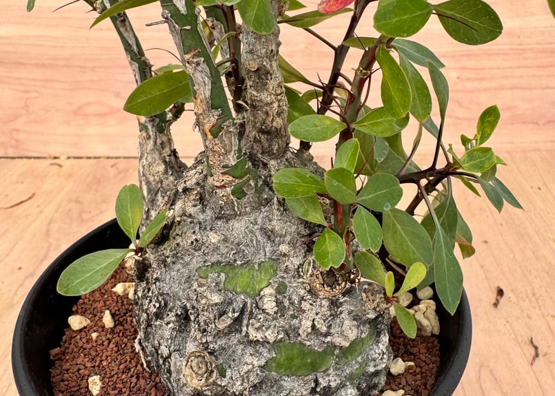 フォークイエリア・ファシクラータ（＃）Fouquieria fasciculata