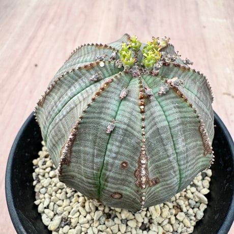 ユーフォルビアオベサ | STORES