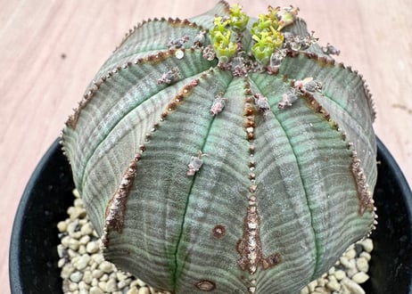 HOIKAWA CACTUS GARDEN