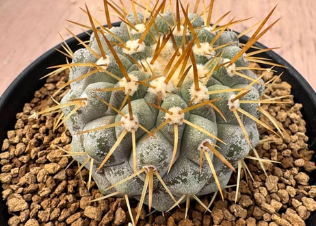 HOIKAWA CACTUS GARDEN