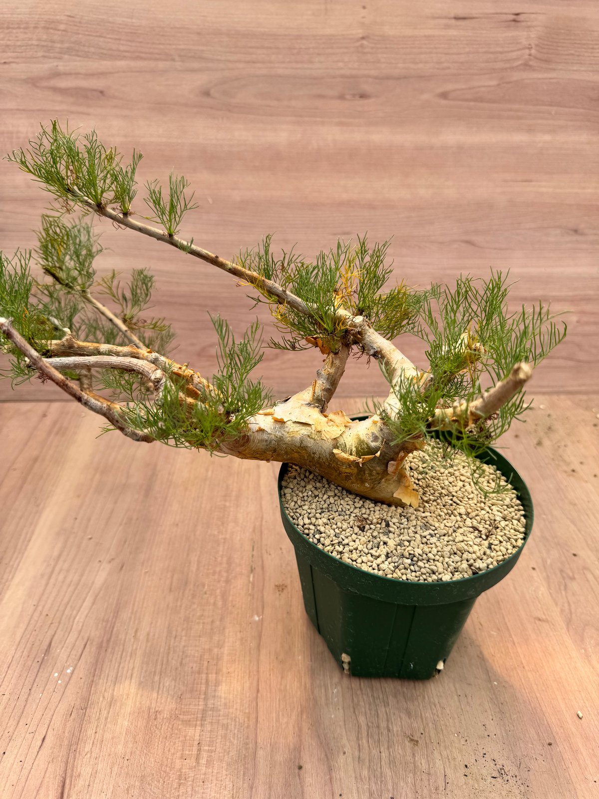 コミフォラ・クラウセリアナ（＃） Commiphora kraeuseliana | HOIK