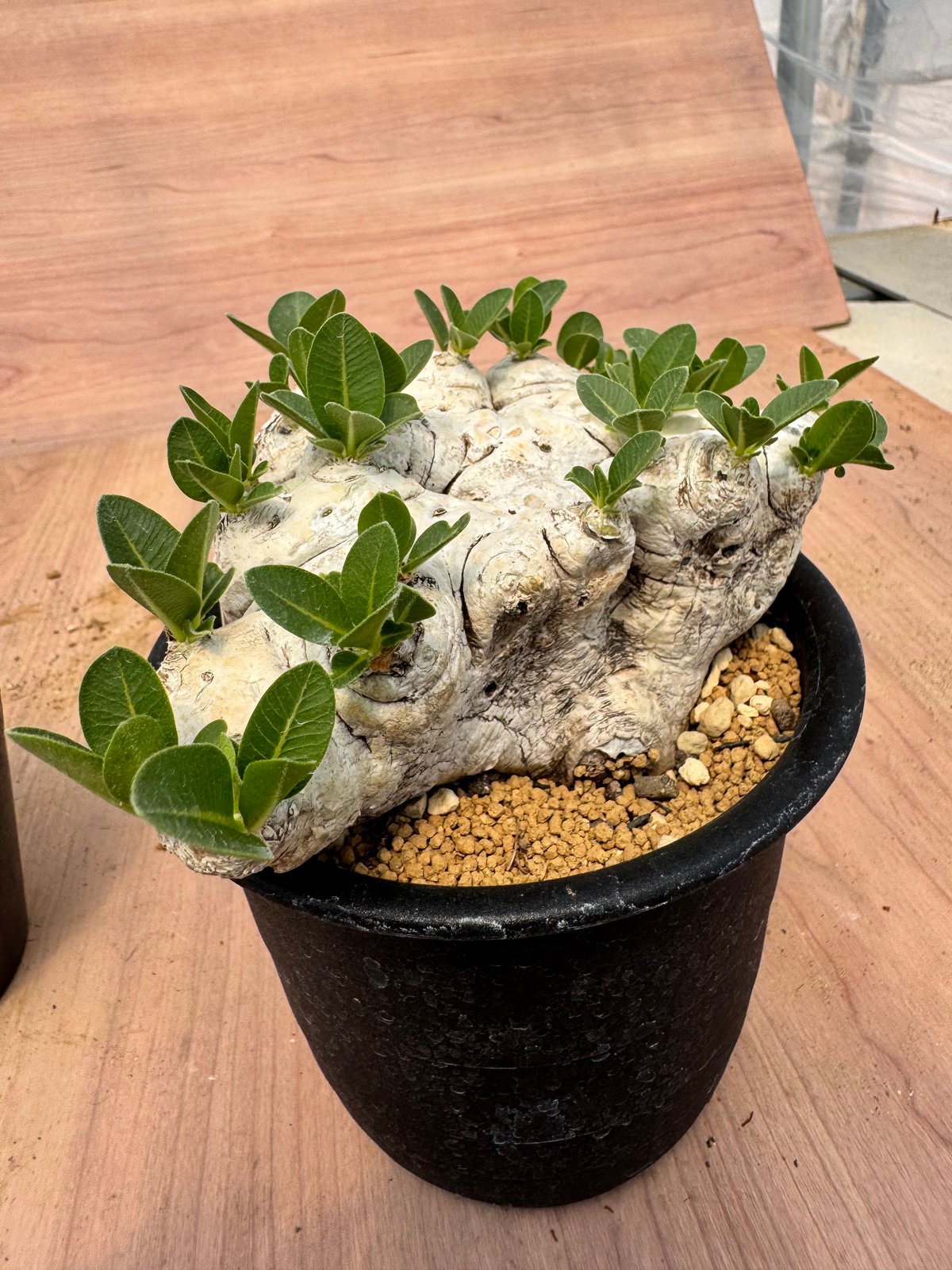 パキポディウム・ブレビカウレ （＃）Pachypodium brevicaule | HOIK