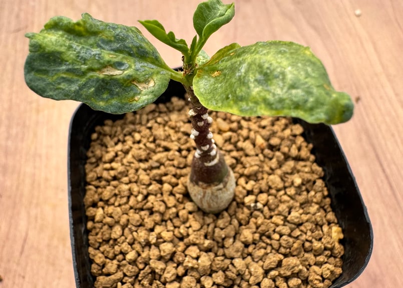 アデニア　ペチュエリー　実生 A.ペチュエリー(実生) 42 – TaiShoDo ONLINE SHOP