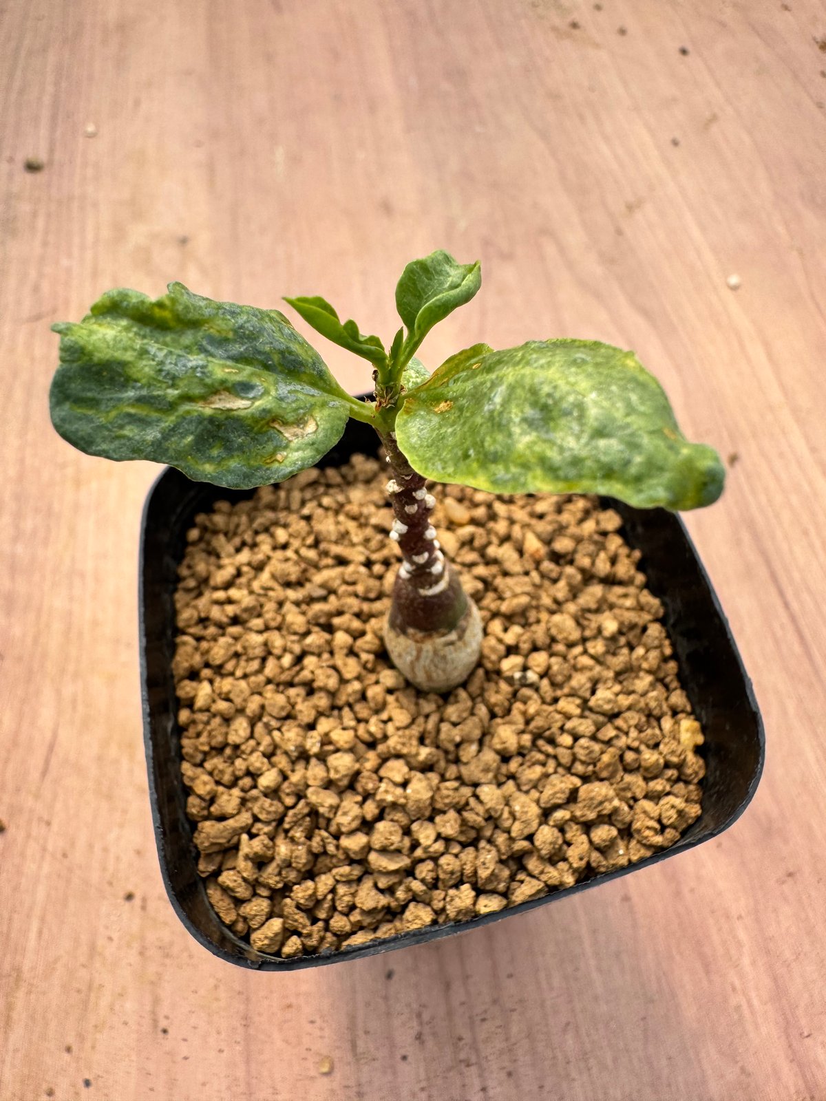 アデニア・ペチュエリー 実生 Adenia pechuelii | HOIKAWA CACTU