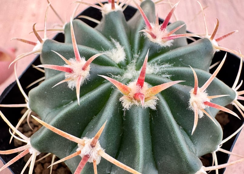 ホマロケファラ 綾波（短刺×武蔵） 実生 Homalocephala texensis |
