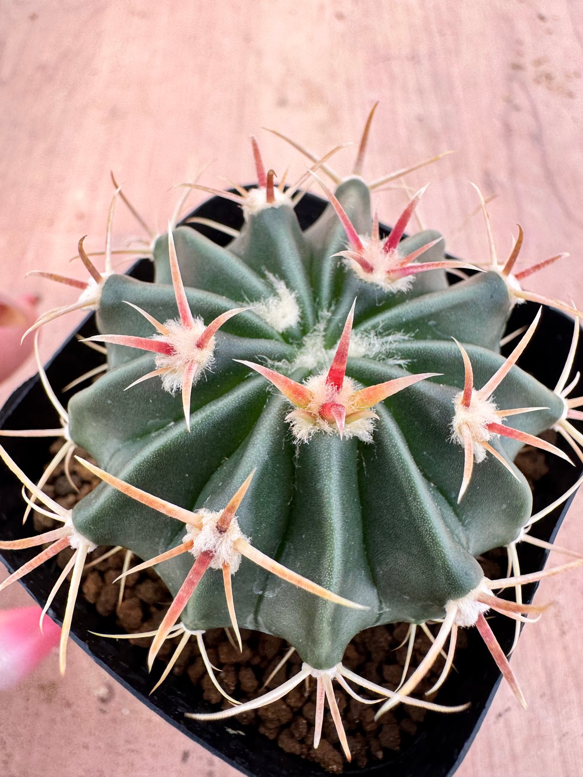 ホマロケファラ 綾波（短刺×武蔵） 実生 Homalocephala texensis |