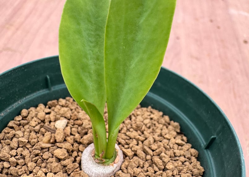 ユーフォルビア サピニー 実生 Euphorbia sapinii | HOIKAWA C