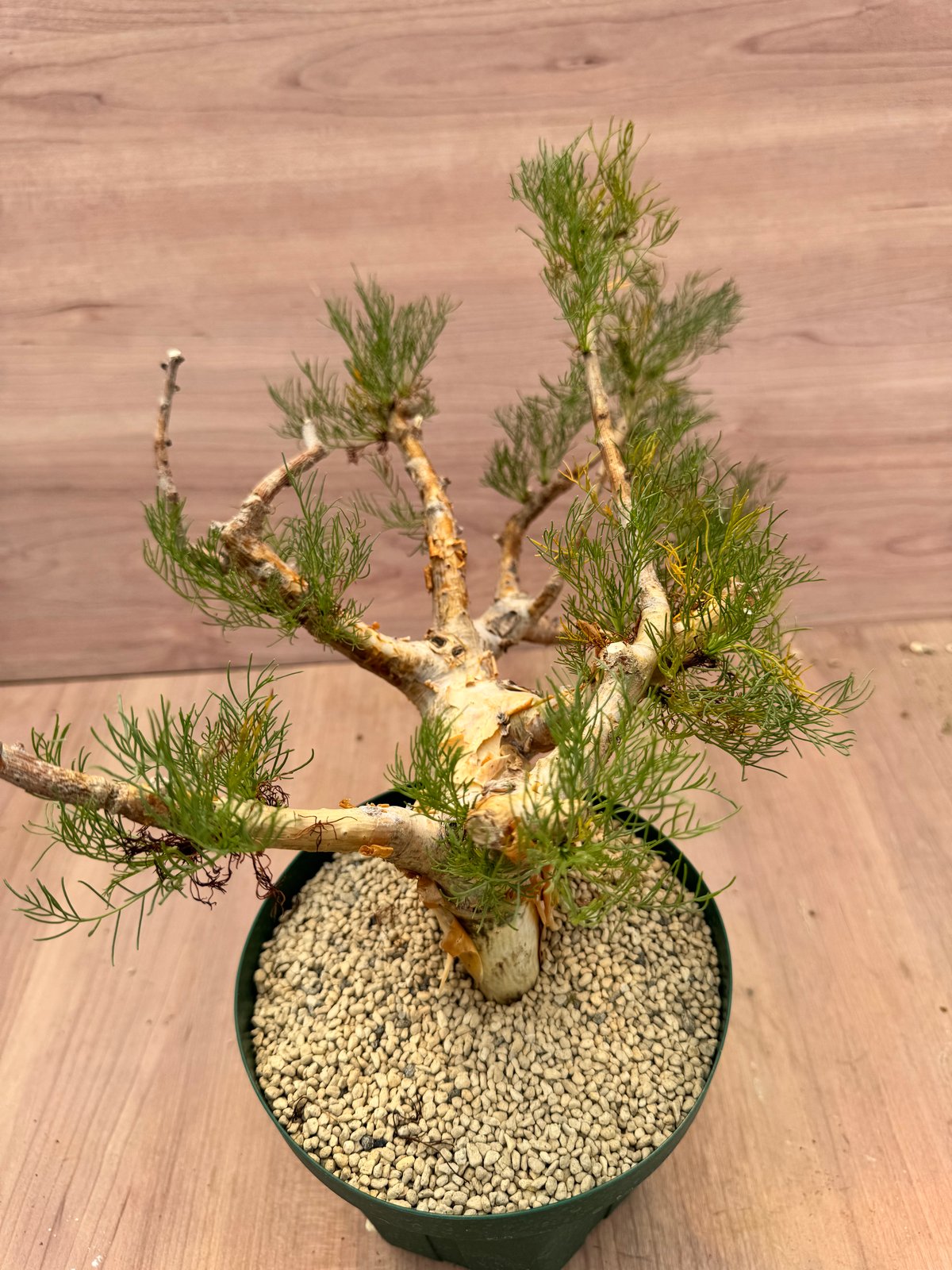 コミフォラ・クラウセリアナ（＃） Commiphora kraeuseliana | HOIK