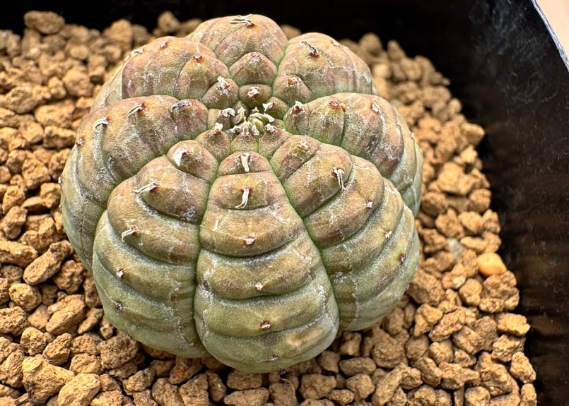ユーホルビア 亀甲オベサ Euphorbia obesa | HOIKAWA CACTUS