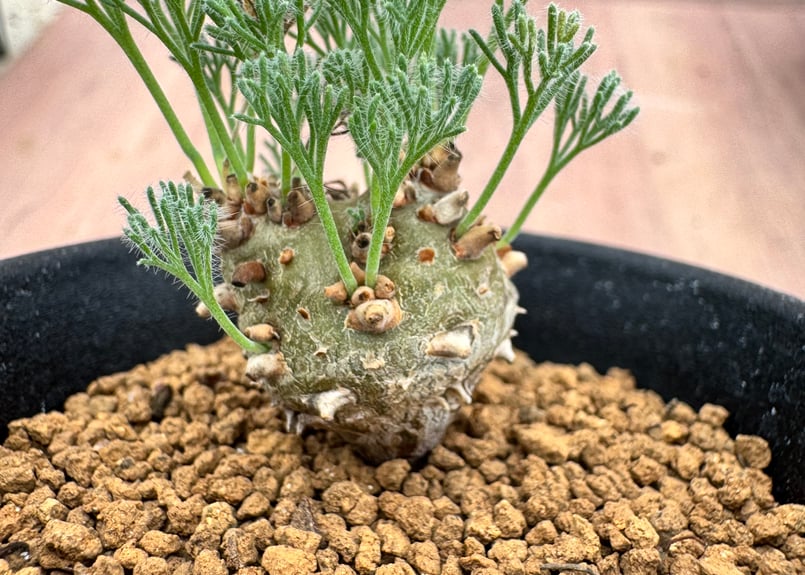 モンソニア ペニクリナム 実生 Monsonia peniculina | HOIKAWA C