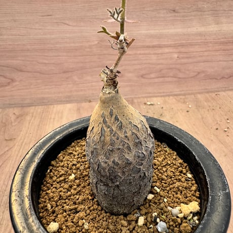 キフォステンマモンタグナッキー | STORES