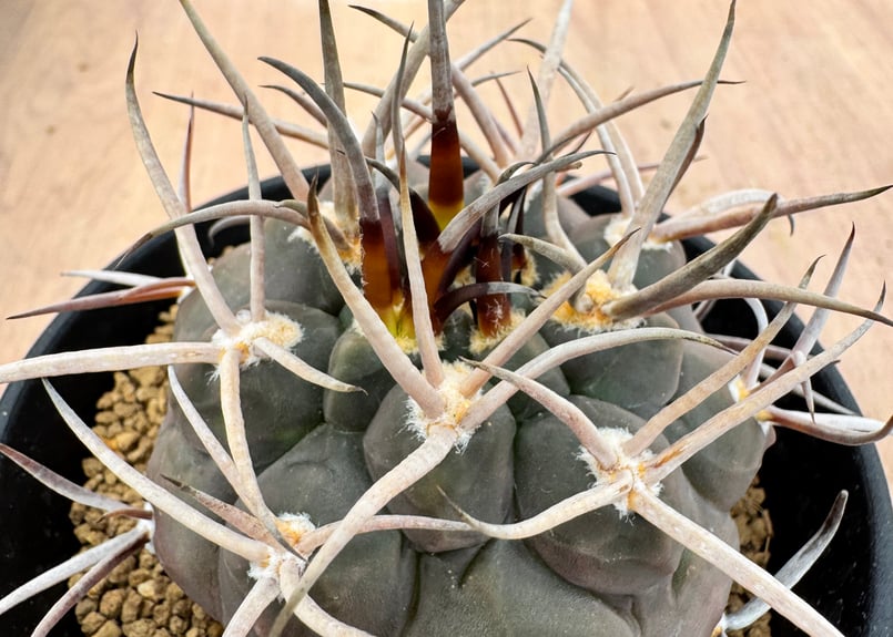 ギムノカリキュウム 守金魔天竜 実生 Gymnocalycium mazanense | HO
